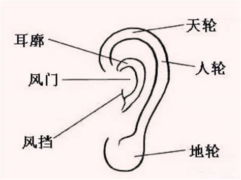 耳毛 面相|少之又少的现象：耳朵长毛面相解说